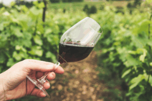 BTSA Viticulture Œnologie (VO) – Montpellier (34)